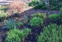 March Garden Tasks for the Pacific Northwest and Beyond