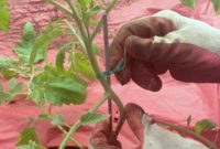 Secrets to a Season-Long Tomato Bounty