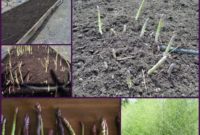 Mastering Asparagus: From Planting to Plate and Beyond