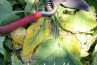 Protect Your Tomatoes From Early Blight
