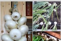 Onion Mastery: From Garden to Gourmet