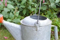 August Garden Checklist for PNW Climates