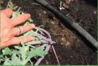 Save Your Soaker Hose: Easy DIY Repair