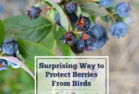 Bird-Proof Your Berries Naturally and Affordably