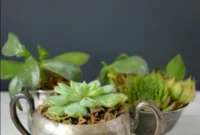 Vintage Silver Succulents: Classic Charm for Gifts & Decor