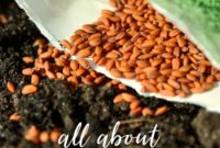 The Art of Seed Starting: Grow Your Garden from the Ground Up