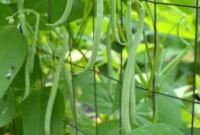 My Emerite Pole Bean Obsession: Why They Outperform Bush Varieties