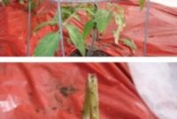 Slugs Ruin The Tomato Harvest