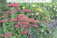 Five Simple Steps to Naturally Weed-Free Beds and Borders
