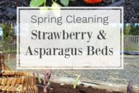 Essential Spring Care for Asparagus and Strawberry Beds