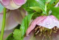 February Garden Essentials: PNW and Beyond