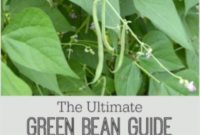 Green Beans From A to Z: Cultivating, Harvesting, Cooking, and Preserving