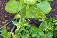 DIY Garlic Mint Pest Control: What Gardeners Say and Ask