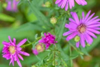 Foolproof Perennials