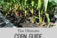 Mastering Corn: From Seed to Supper and Beyond