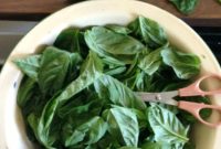 Twenty Two Basil Preservation Methods Beyond Pesto