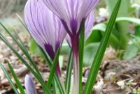 Crocus: February’s Early Spring Gem