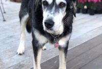 Our Dog Our Faithful Companion 2005-2019