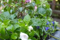 Shade-Loving Container Gardens Made Easy