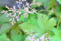 14 Shade Garden Favorites and The One Plant to Avoid