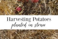 Effortless Potato Harvesting: The Straw Hilling Method