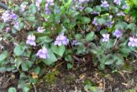 The Violet’s Shadow