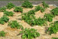 No-Dig Potatoes: The Simple Straw Method