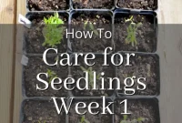 Mastering Week 1 Seedling Care A Visual How-To