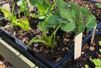 From Seed to Sprout Your Complete Growing Handbook