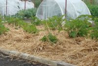 Unlocking Your Green Thumb: 10 Easy Steps to a Productive Vegetable Garden