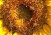 Summer Garden Secrets Thrive Through the Heat Your Free Ebook Inside