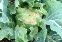 Mastering Cauliflower: Your Guide to Cultivation Cuisine and Conservation