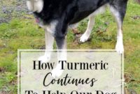 The Golden Spice: How Turmeric Keeps Our Dog Healthy