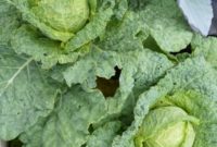 Cabbage Cultivation to Cuisine: Grow, Preserve, Cook, and 26 Recipes