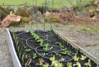 Bakımı Kolay Yükseltilmiş Bahçe Kurulumu ve Ekimi