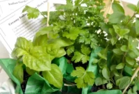 Homemade Italian Herb Dressing Gift Kit with Printable Labels