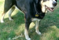 Turmeric Transformed Our Dog’s Hip