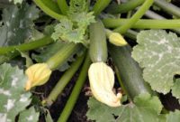 Mastering Zucchini From Garden to Table 46 Recipes Included