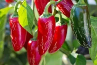 Chili Pepper Mastery From Garden To Global Cuisine With 50 Spicy Recipes