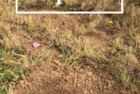 Gophers Gone Wild, Farmhouse Progress, and Kitchen Calamities