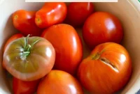 The Art of Tomato Preservation: Timeless Recipes & Techniques