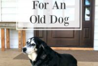 Cherishing Every Wag Life with an Older Canine