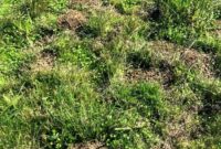 The Single Surefire Way to Banish Gophers