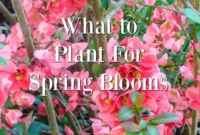 14 Essential Plants for Stunning Spring Blooms