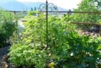 Thriving Raised Beds: Year 3 Summer Vegetable Garden Tour