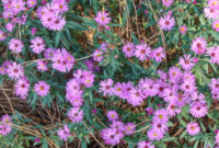 15+ Must-Have Fall Flowers for a Vibrant Autumn