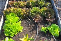 2020 Fall Garden Tour Video and Farmhouse Reno Update