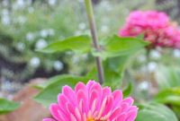 Cultivating Our Farmhouse Oasis 2022 Aspirations