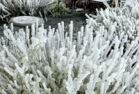 Thriving During a Six Day Home Power Outage