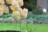 Simple Beauty: Durable Shrubs and Perennials